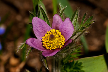 Image showing pasque flower