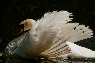 Image showing Posing swan