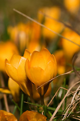 Image showing yellow crocus