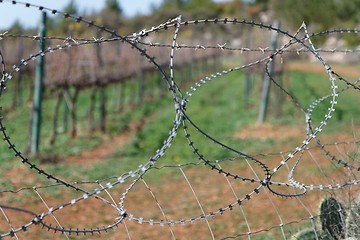 Image showing Barbed tape or razor wire fence outdoor