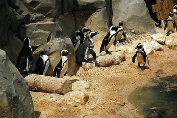 Image showing penguin