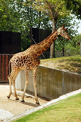 Image showing giraffe