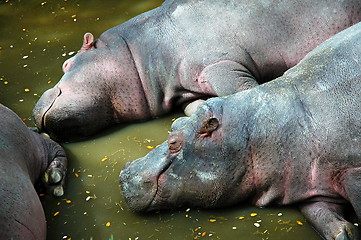 Image showing river hippo