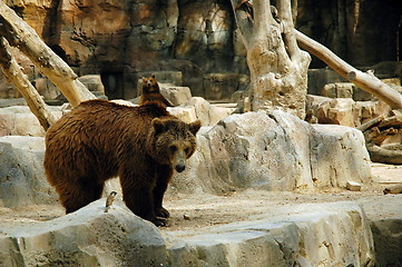 Image showing brown bear