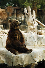 Image showing brown bear