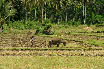 Image showing Asian primitive farming