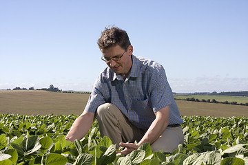 Image showing Farmer examining the crop