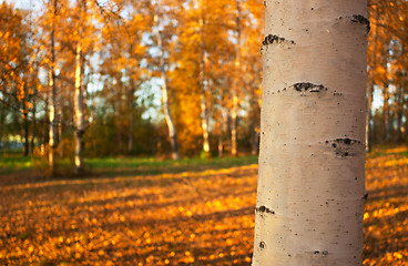 Image showing Birch