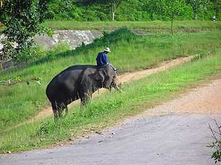 Image showing Thailand Elephant