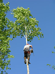 Image showing Arborist 2