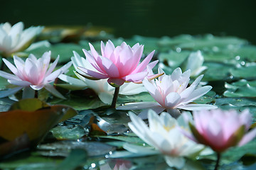 Image showing Water lily