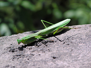 Image showing Insect