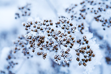 Image showing Frozen flower