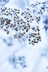 Image showing Frozen flower