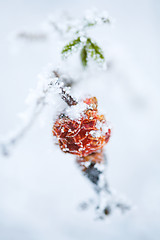 Image showing Frozen rose bush