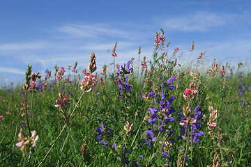 Image showing Nature in spring