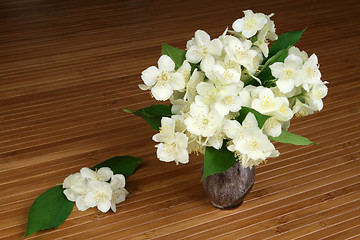 Image showing Jasmine