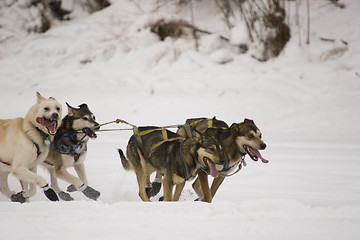 Image showing Team leaders