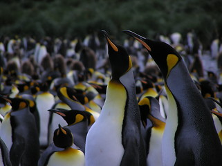 Image showing King penguins