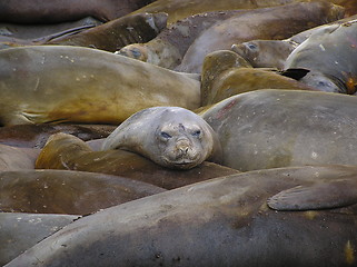 Image showing Elephantseals