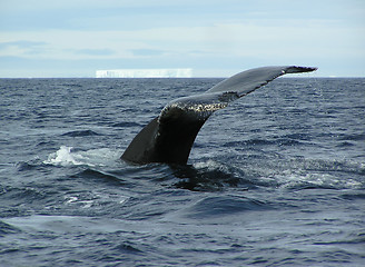 Image showing Humpback whale