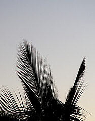 Image showing Palm tree