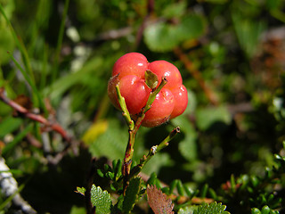 Image showing Cloudberry