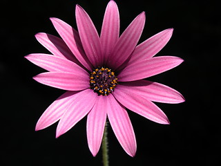 Image showing flower macro