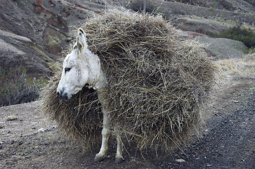 Image showing loaded donkey