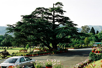 Image showing tree with cannon