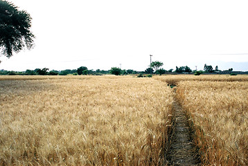 Image showing Wheat field