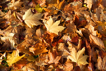 Image showing Fallen Autumn Leaves