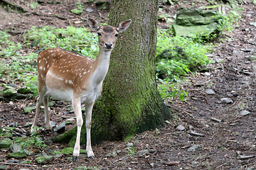 Image showing In the zoo