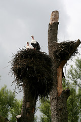 Image showing In the zoo