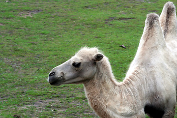 Image showing In the zoo