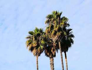 Image showing palm trees