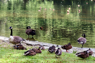 Image showing In the zoo