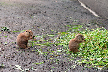 Image showing In the zoo