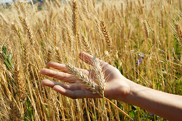 Image showing Wheat ears