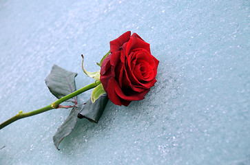 Image showing Lone Red Rose On Ice