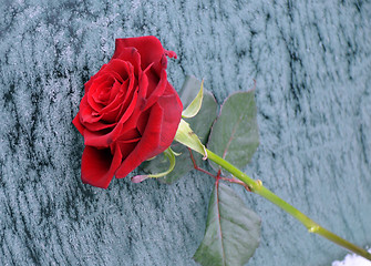 Image showing Red Rose in the Winter