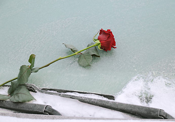 Image showing Red Rose on Icy Windshield