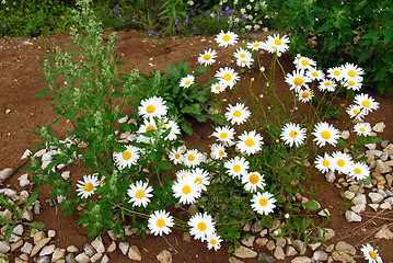 Image showing Summer daisies