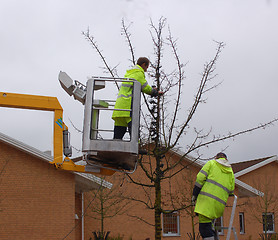 Image showing Tree with lamps.