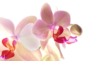 Image showing Soft pink orchid