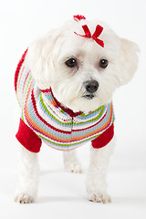 Image showing Maltese terrier wearing knitted jumper