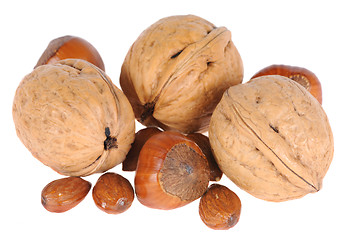 Image showing hazelnuts and walnuts