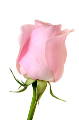 Image showing pink rose