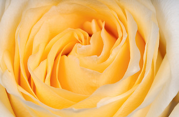 Image showing yellow rose