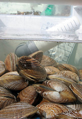 Image showing Shellfish